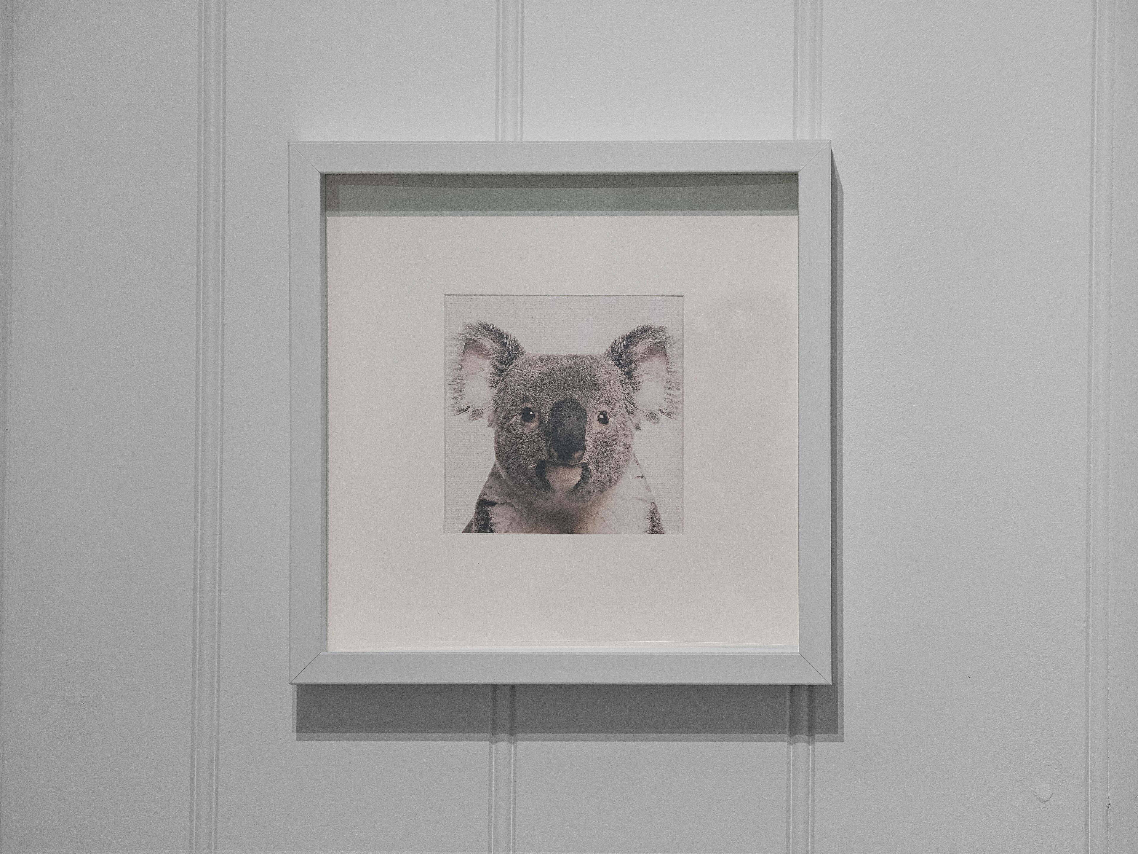A framed picture of a koala on a white wall.