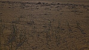 Ein Strand mit tiefstehender Sonne am Horizont, blauem Himmel und vereinzelter Vegetation im Vordergrund.