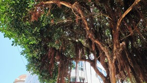 Entrada de hotel con un gran árbol frente a ella, fachada de edificio moderna y cielo despejado.