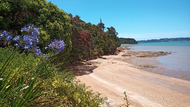 Ein Strand mit einem Feldweg, der zum Wasser führt, umgeben von dichter Vegetation und Bäumen.