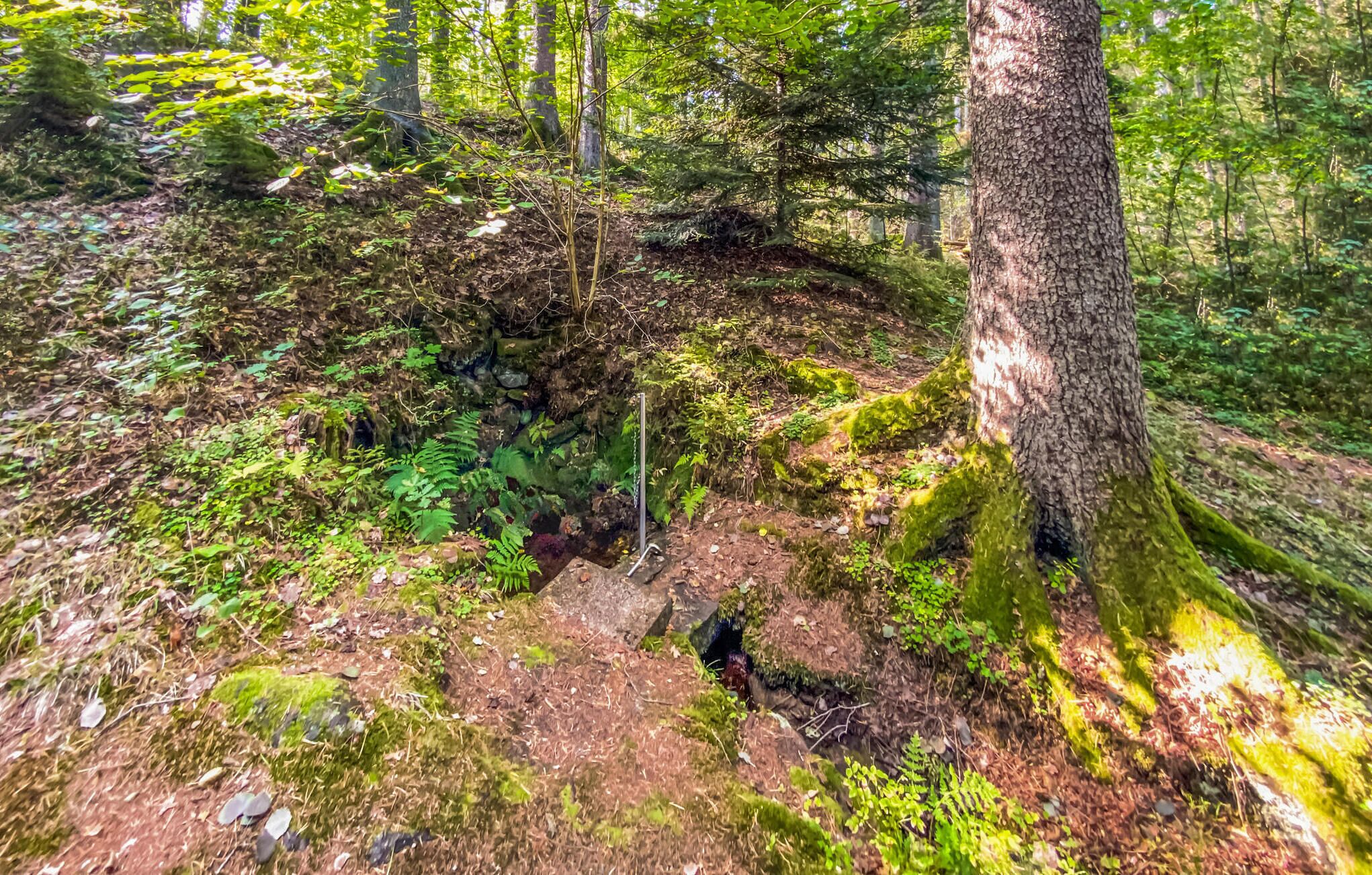 A forested area with a rocky terrain and a small stream.