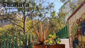 Terrace/patio - SanRafa Polanco I (Mexico City)