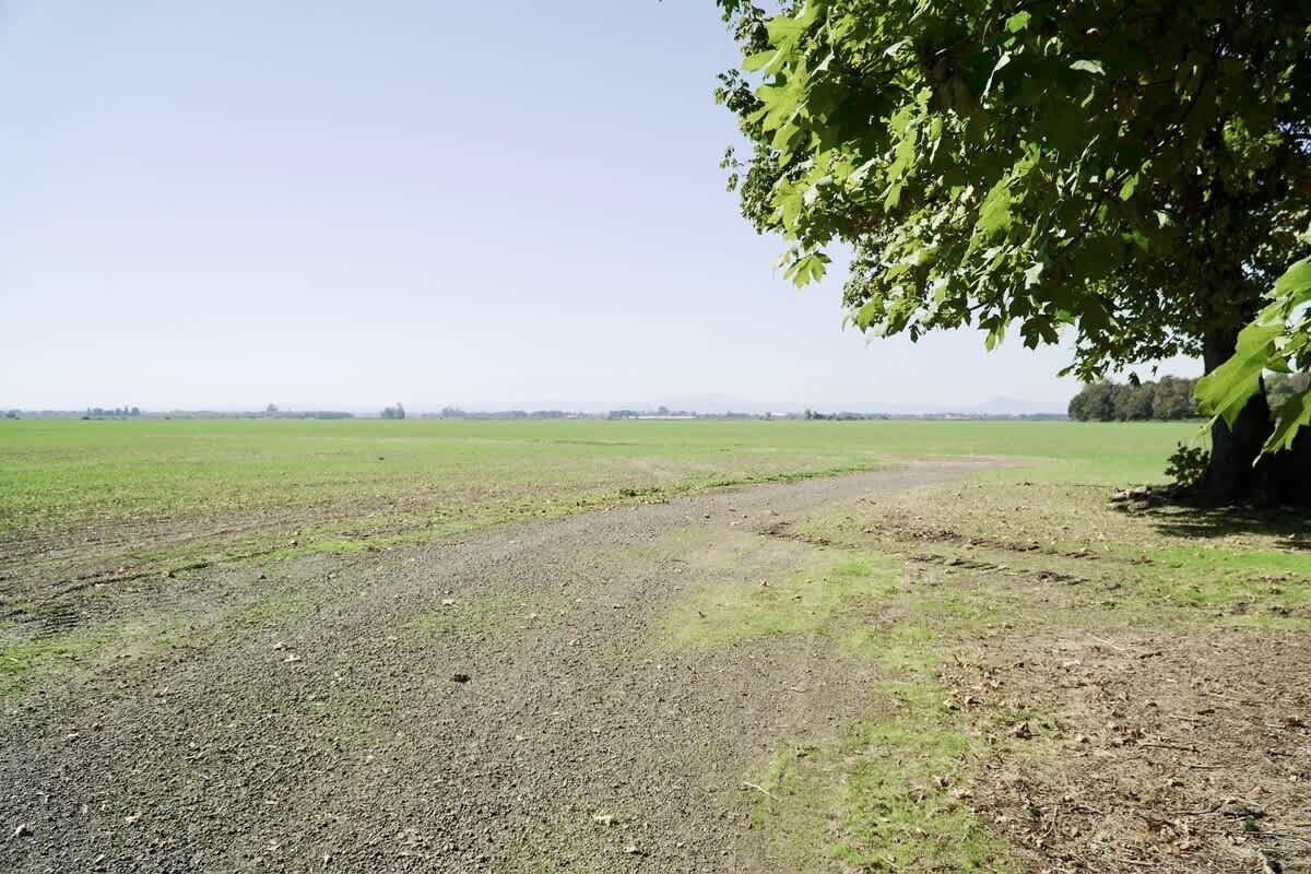 Paisaje rural con un camino de tierra que atraviesa un campo, un árbol grande a la derecha y un horizonte llano en la distancia.