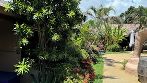 Un jardin luxuriant, avec une variété de plantes, et un sentier menant à un bâtiment.
