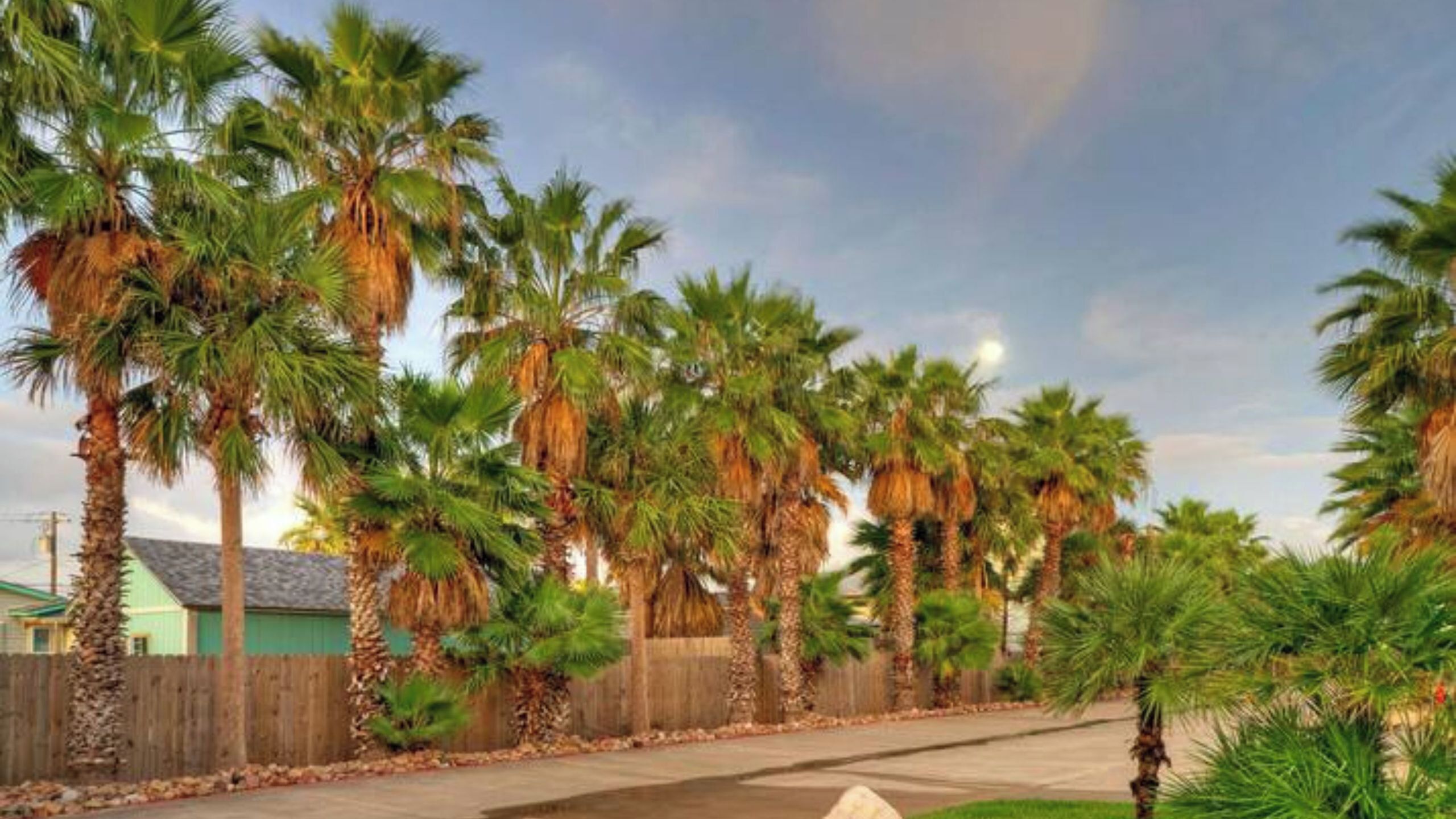 A residential street lined with tall palm trees, a wooden fence, and houses with green roofs.