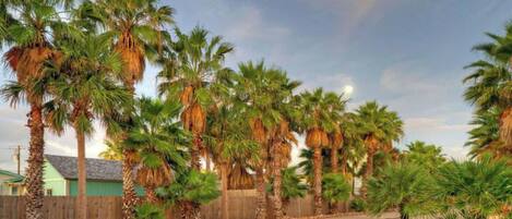 A residential street lined with tall palm trees, a wooden fence, and houses with green roofs.