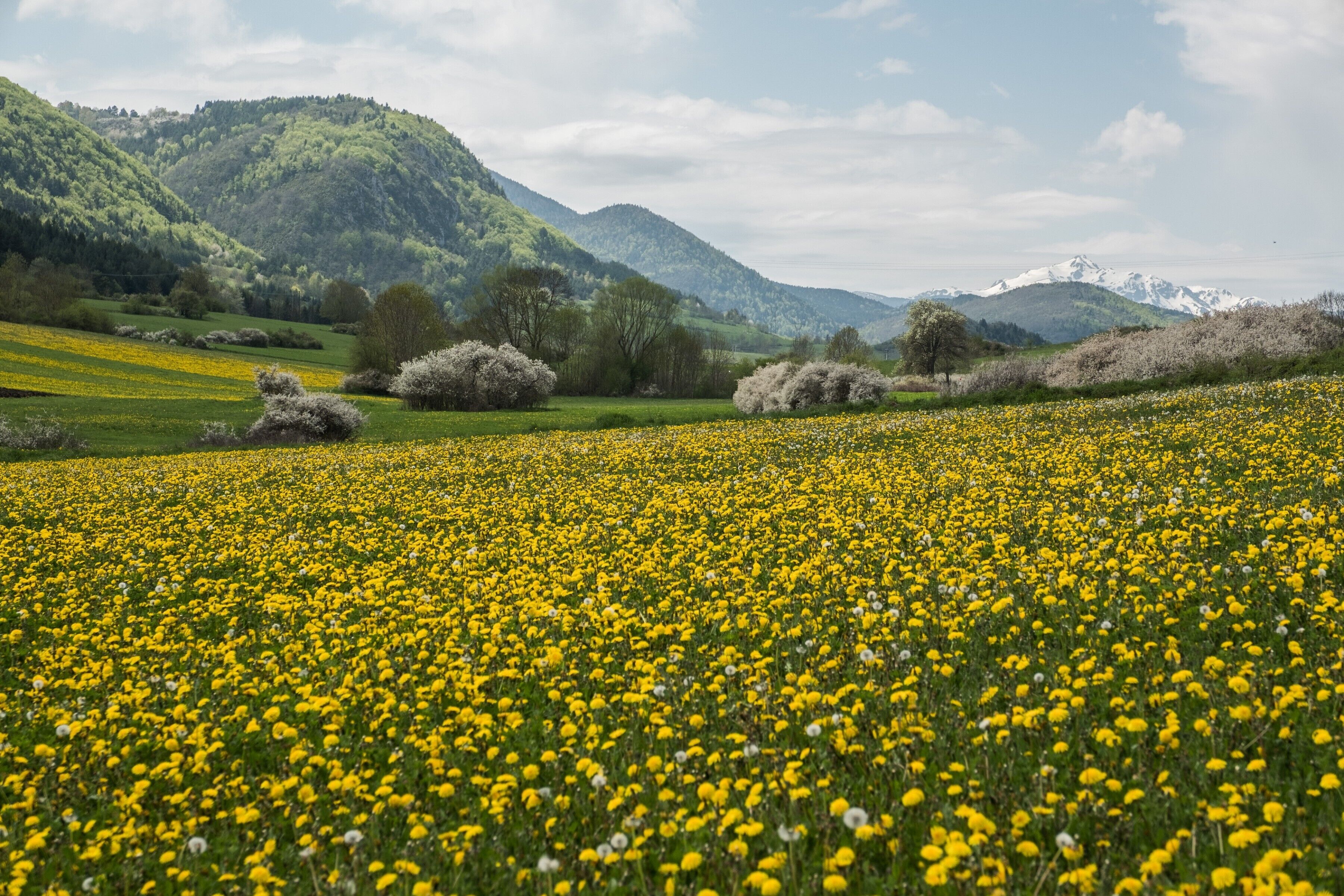 Un campo de flores amarillas con colinas verdes y árboles al fondo.