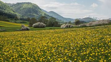 Un campo de flores amarillas con colinas verdes y árboles al fondo.