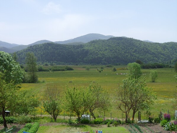 Un paysage rural avec un champ, des arbres et des montagnes à l’horizon.