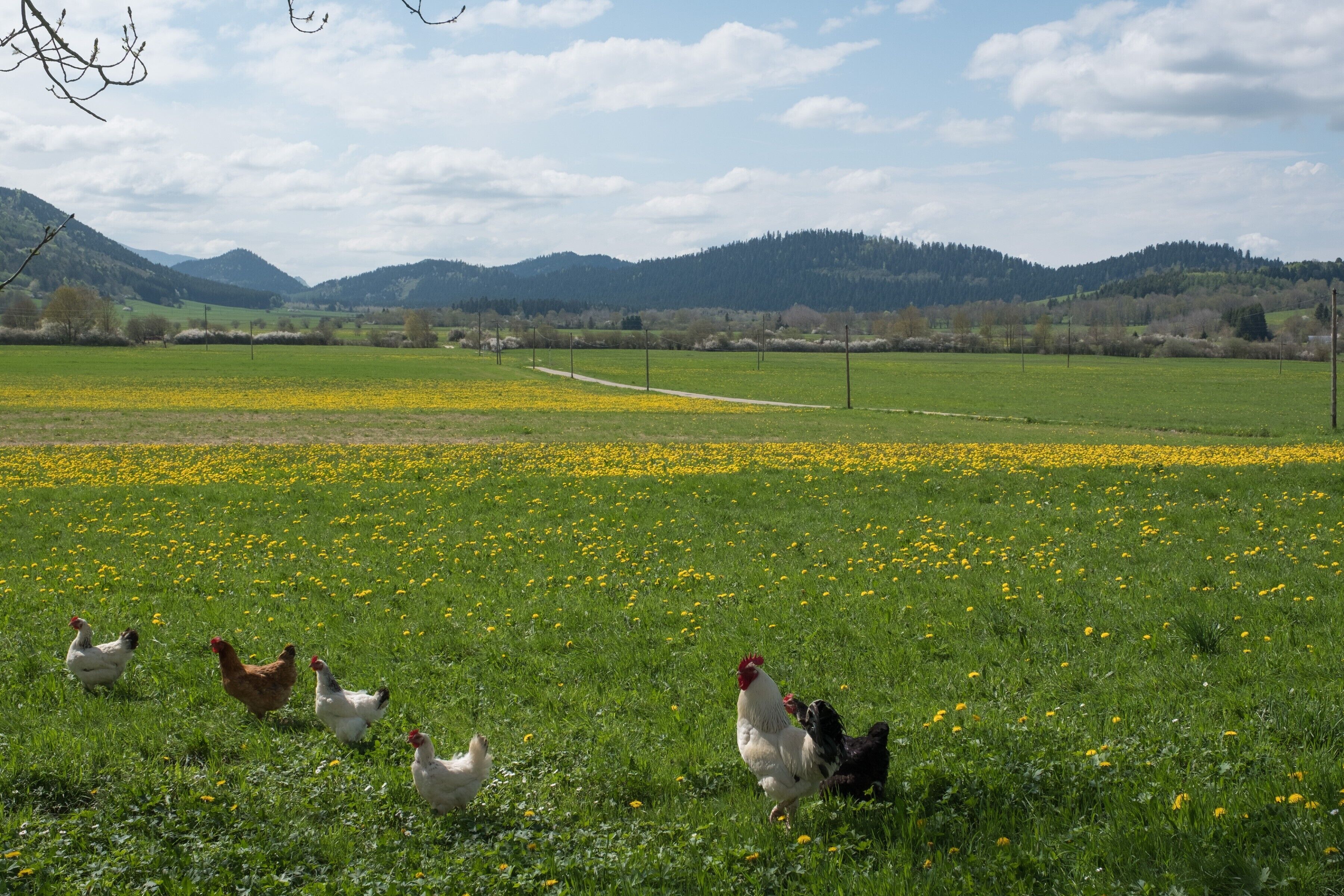 Ländliche Landschaft mit einem Feld voller gelber Blumen und einer Hühnerherde.