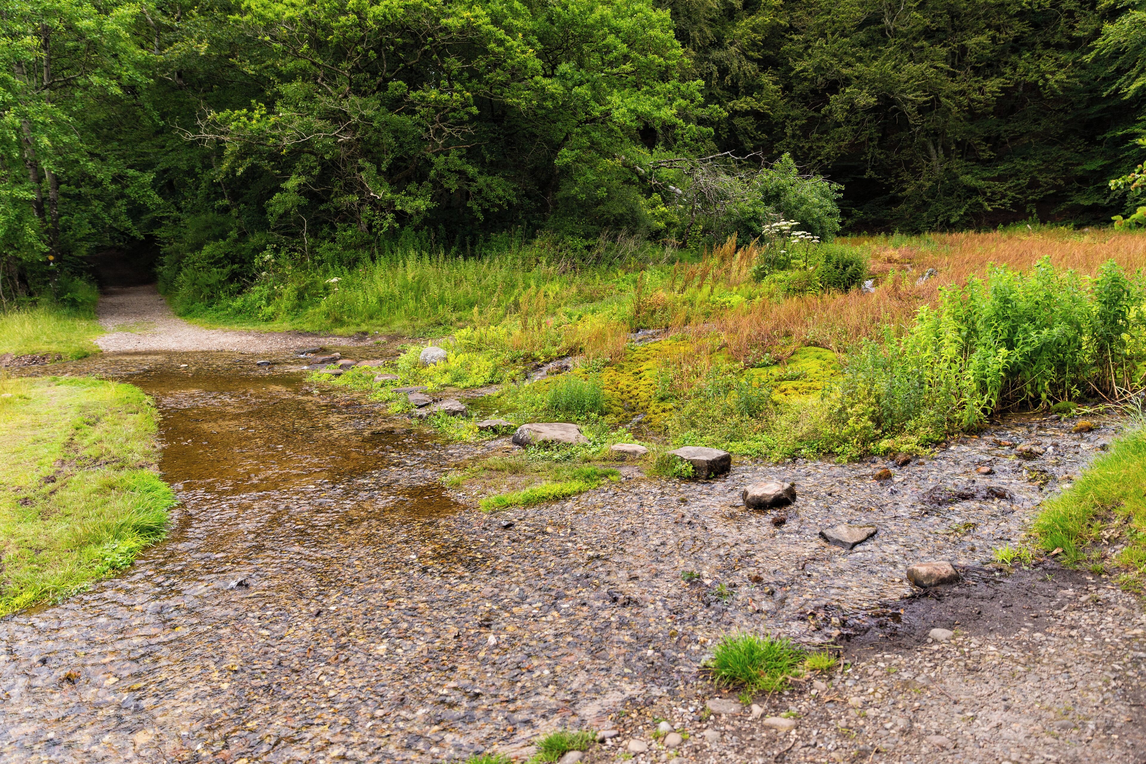 A gravel path leading through a forested area with a small stream.