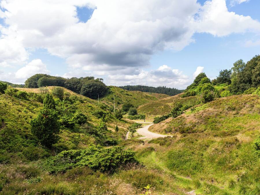 Un paisaje natural con un sendero de tierra que atraviesa una zona montañosa de vegetación densa y árboles.