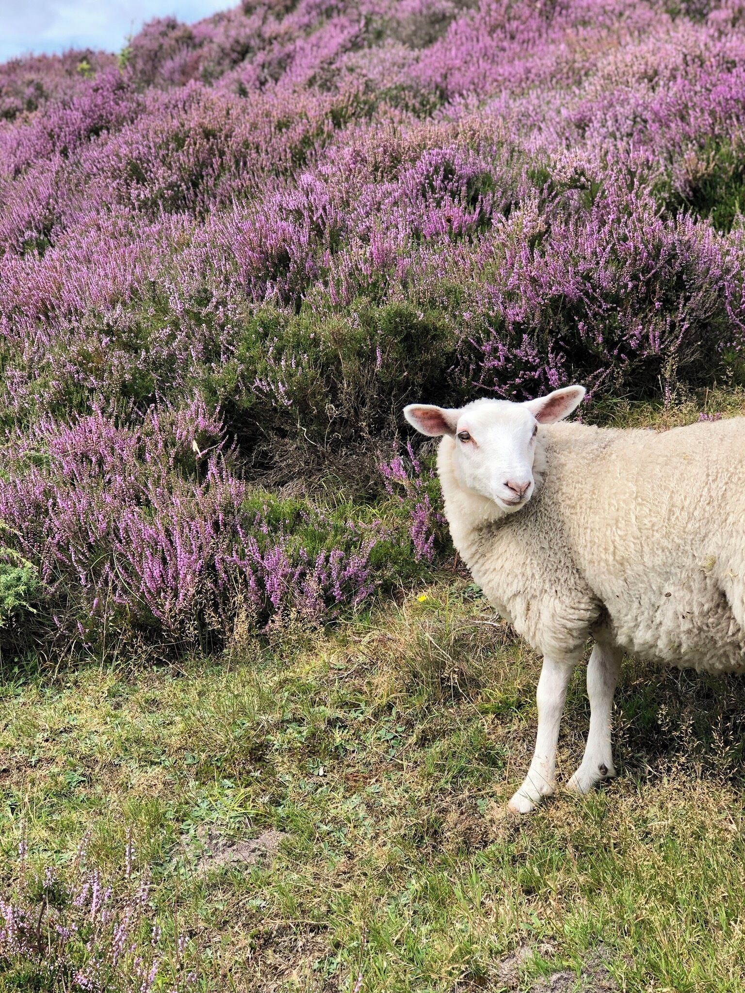 A sheep standing on a grassy field with purple heather in the background.