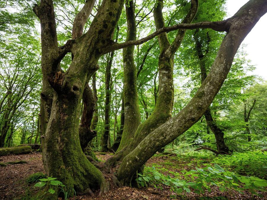 A dense forest with large, moss-covered trees and a ground covered with leaves and ferns.