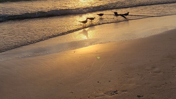 Una spiaggia al tramonto con il sole basso sull'orizzonte, le onde che lambiscono dolcemente la riva e alcuni uccelli sulla sabbia.