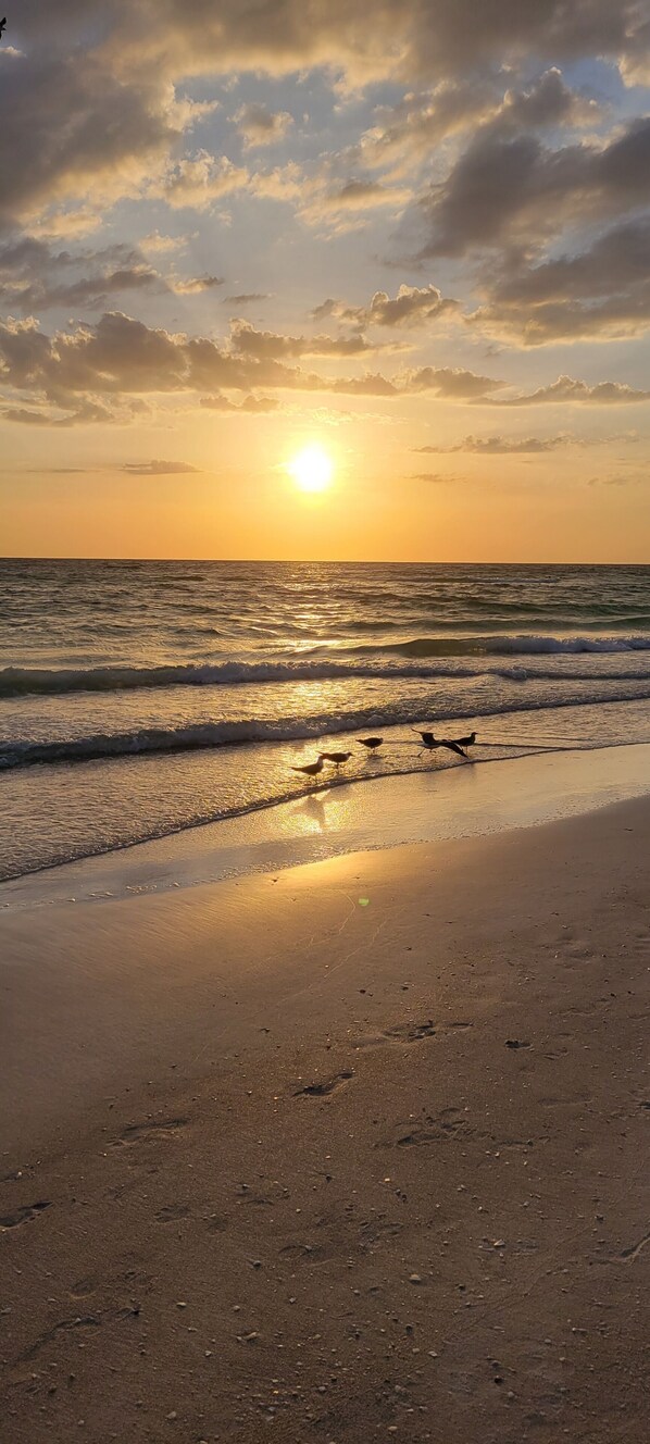 Camastros y toallas de playa