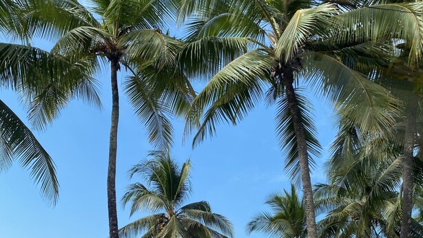 Una spiaggia con palme, una zona sabbiosa e un cielo sereno.