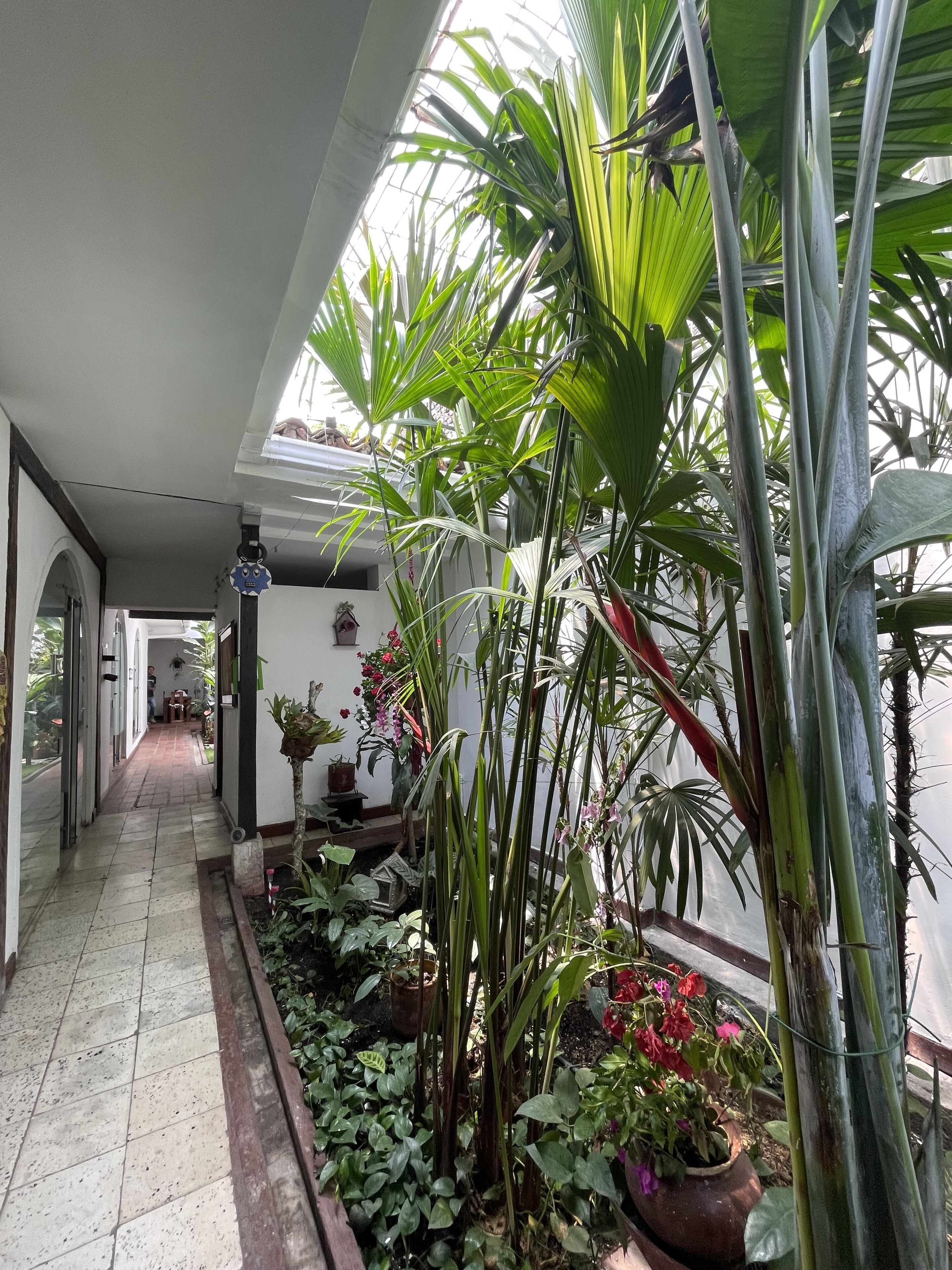 Foto - Chontaduro San Antonio Hostal