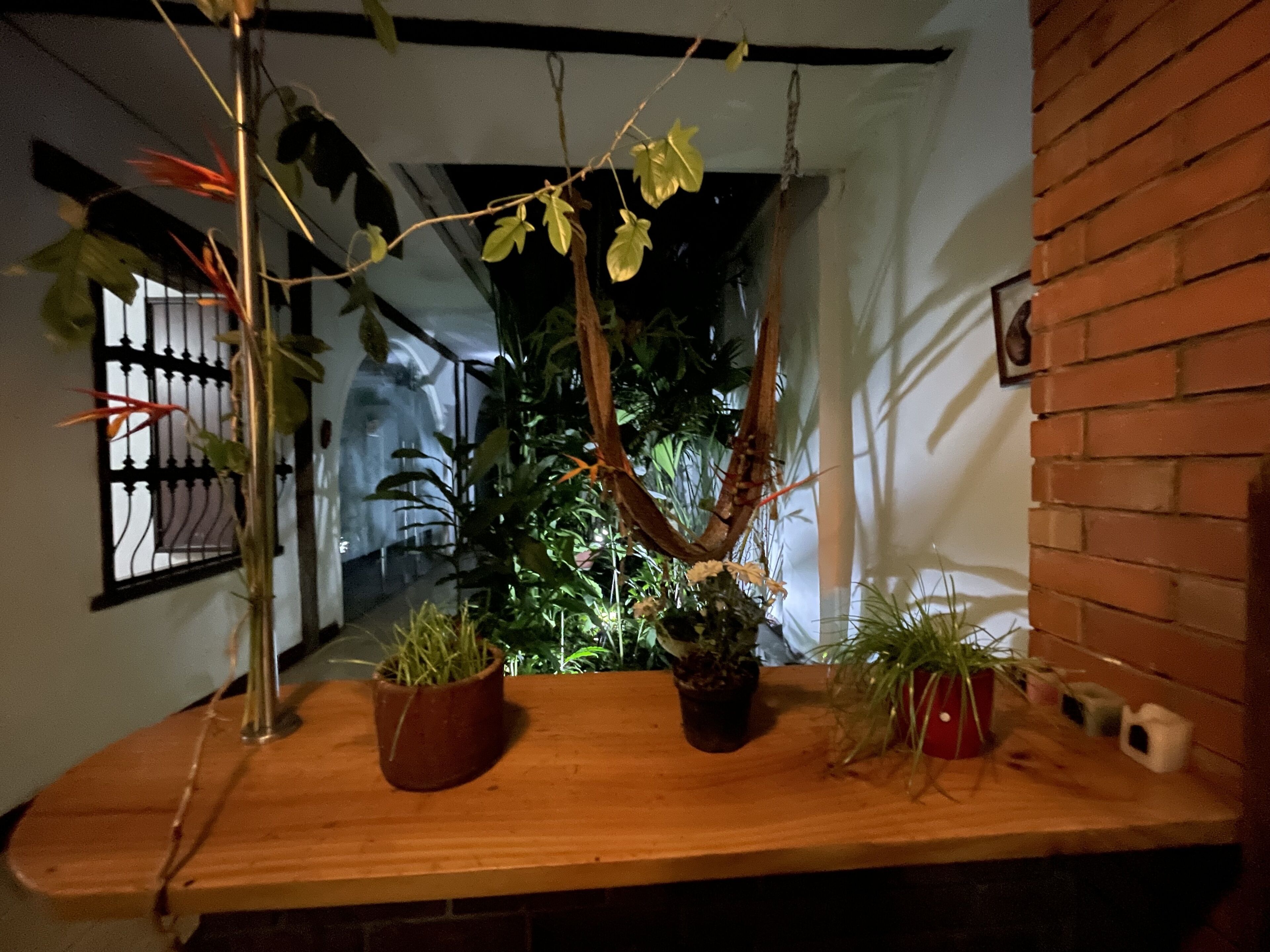 Foto - Chontaduro San Antonio Hostal