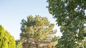A wooden deck with a sofa and a small table, surrounded by greenery and a large tree. - Wingate - Meridian, Cozy Acreage in the heart of the city (Meridian)