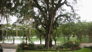 Un parque con un árbol grande, un estanque y un sendero.