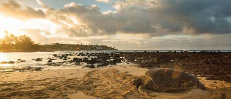 Ein Strand mit einer Schildkröte im Sand, felsiger Küste und einer entfernten Ansicht einer Stadt.
