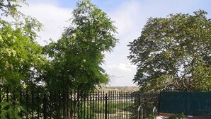 A garden area with a gravel path, a metal fence, and various plants and flowers.