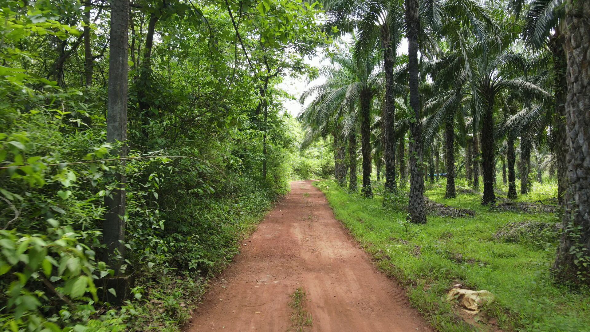 Un sendero de tierra flanqueado por abundante vegetación y altas palmeras.