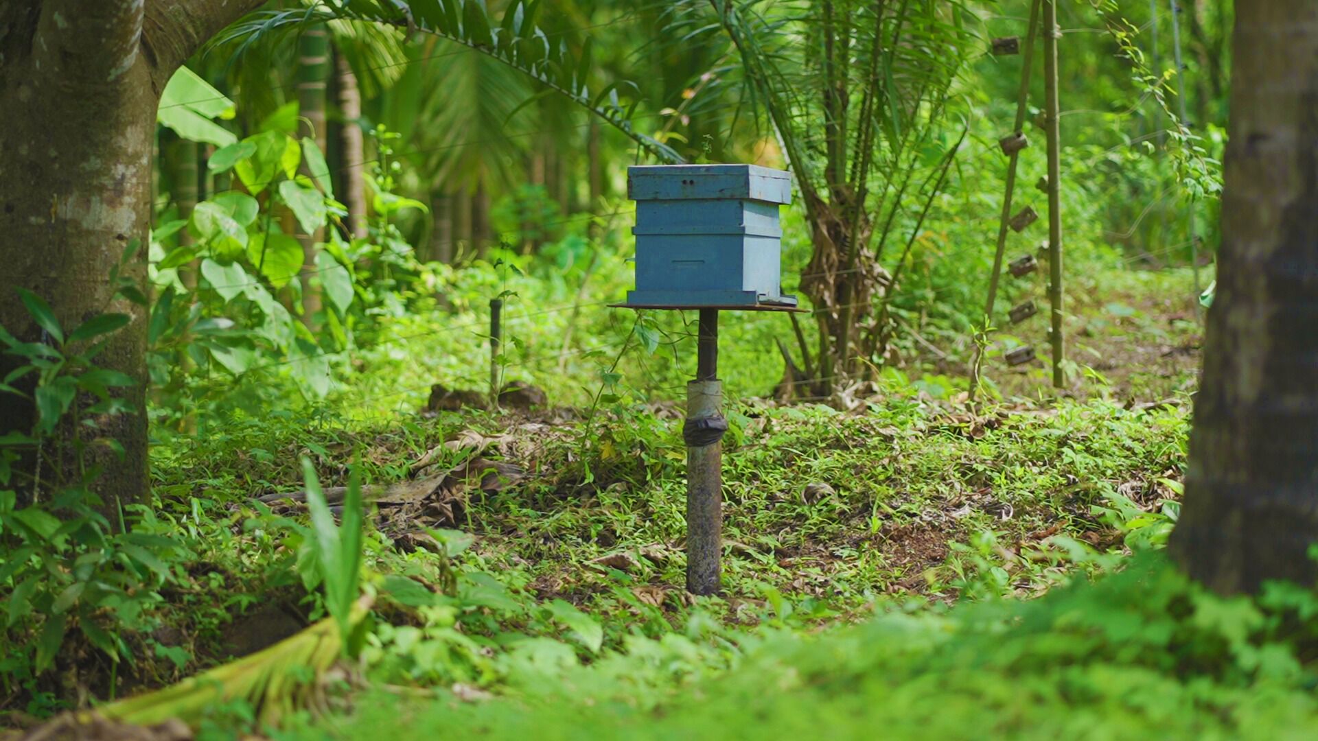 A blue utility box in a forested area.