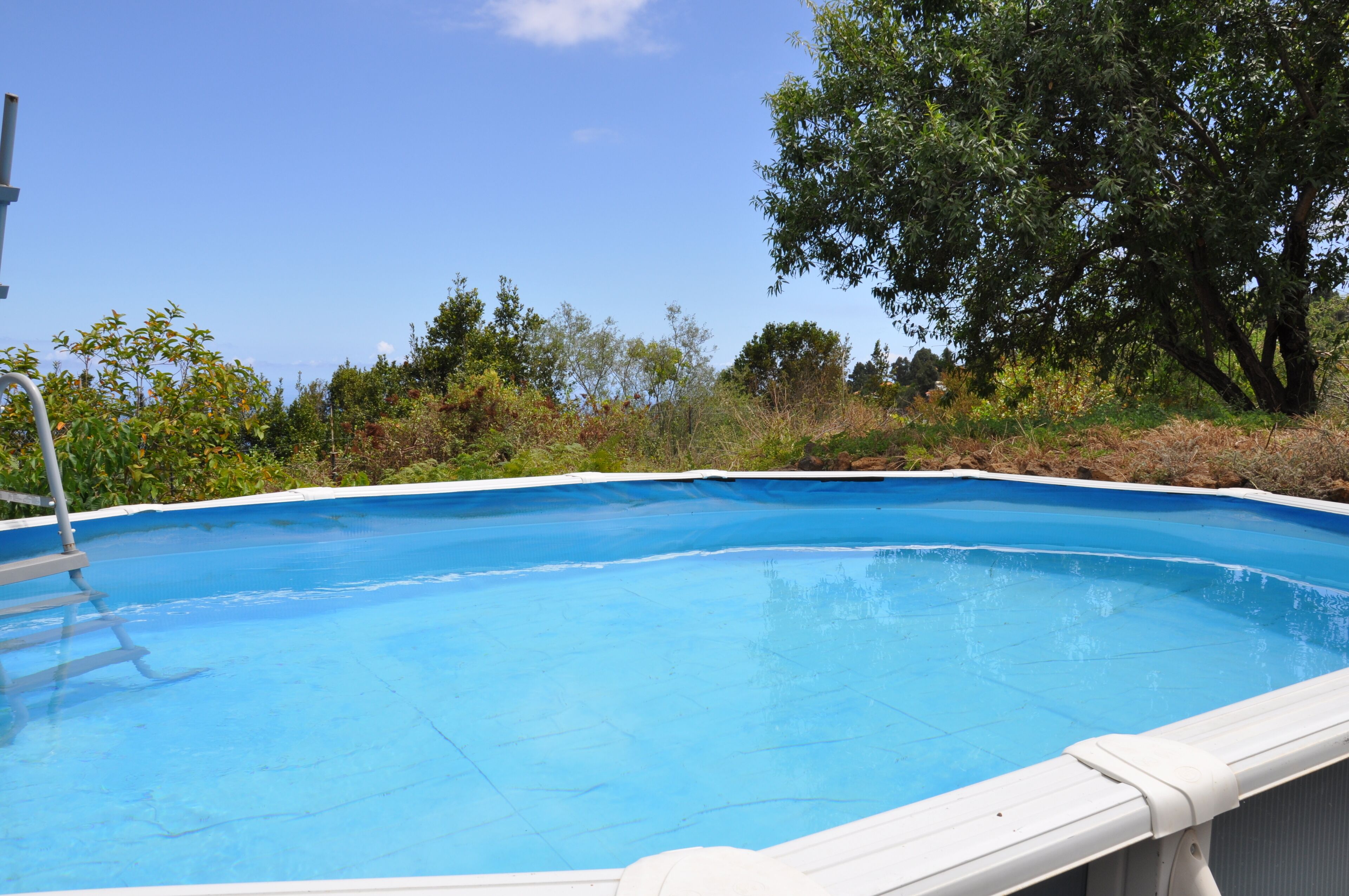 Una piscina rectangular con una escalera en el lado izquierdo, rodeada de vegetación exuberante y árboles.