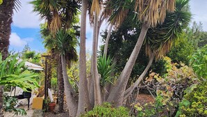Een tuin met palmbomen en verschillende planten.