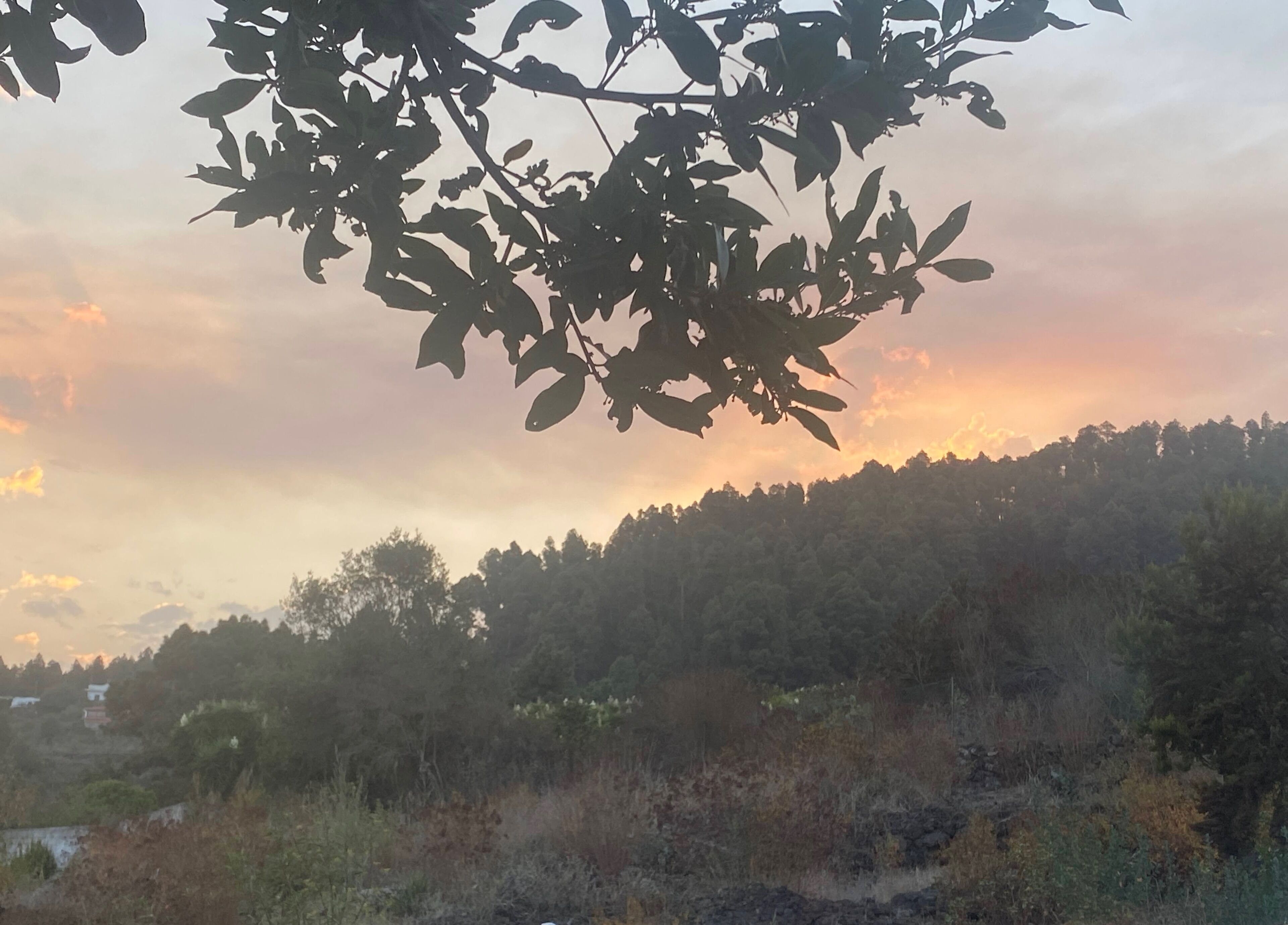 A natural landscape with trees and a hill in the background.
