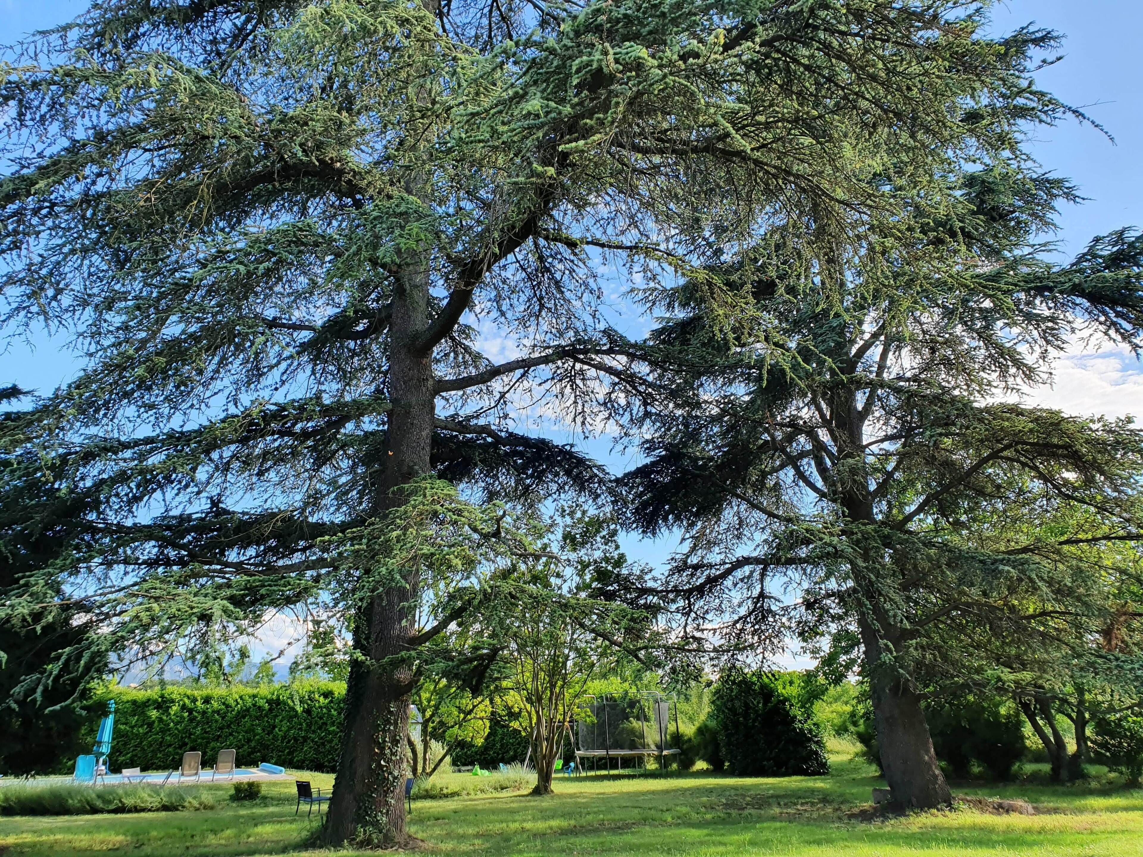 Un parc avec de grands arbres, une pelouse et une aire de jeux.