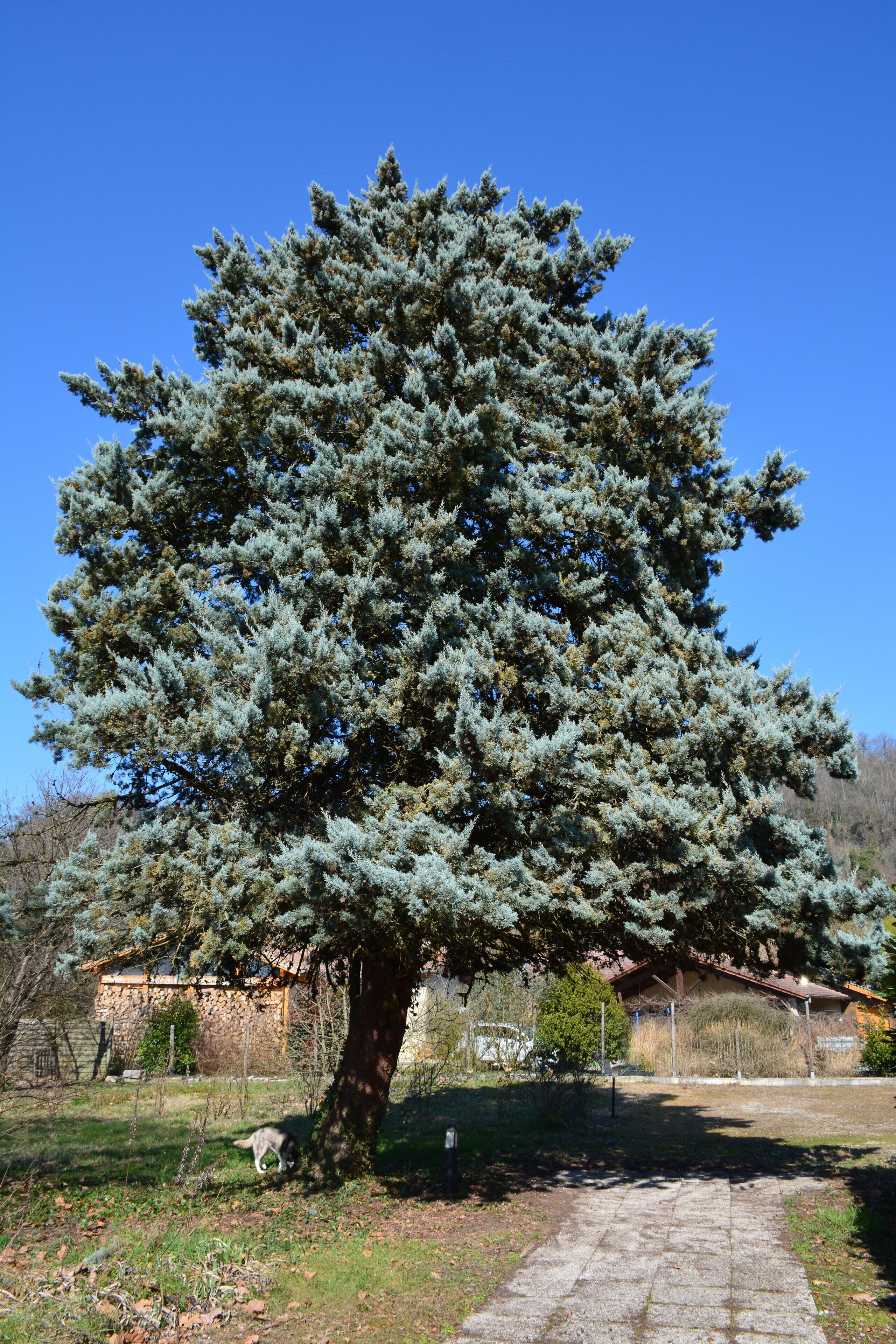 A large evergreen tree with a thick trunk and dense foliage, situated in a grassy area with a paved path leading to a building in the background.