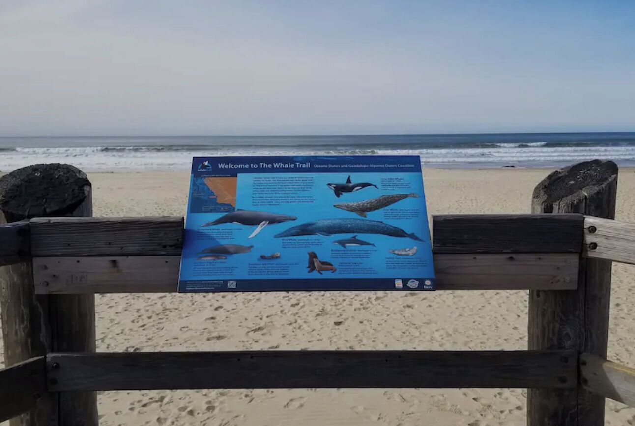 A wooden bench with a whale trail informational sign on a sandy beach.