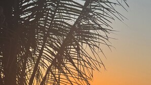 A beach scene with palm trees and a sunset. - Villa & Garden in Downtown Sarasota ~ Walkable to downtown, 5 Minutes to Beaches (Sarasota)
