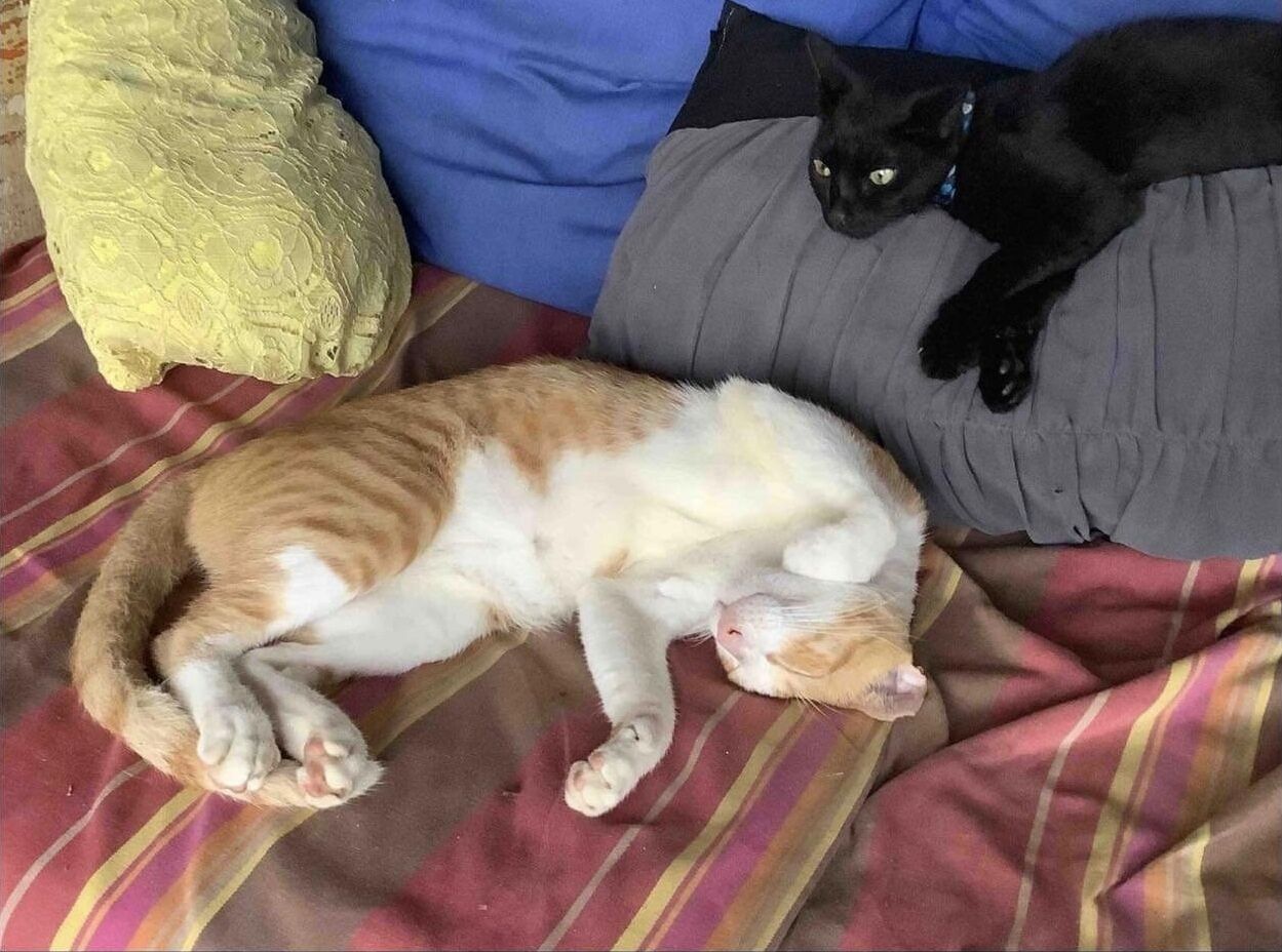 Een bed met streepjesbeddengoed, een kussen en een zwarte kat die op het bed ligt.