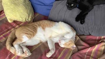 Een bed met streepjesbeddengoed, een kussen en een zwarte kat die op het bed ligt.