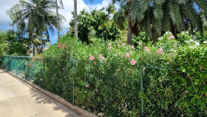 Un exuberante jardín con palmeras y arbustos florecientes a lo largo de una acera.