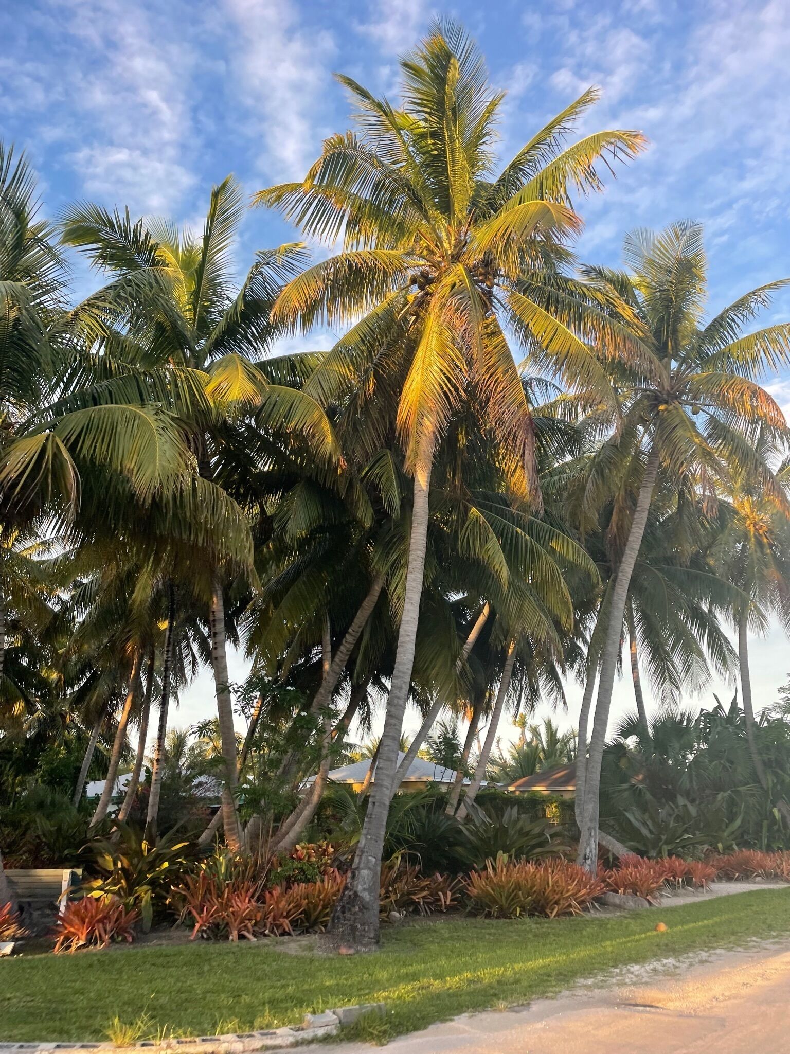 A tropical landscape with palm trees and a well-maintained lawn.