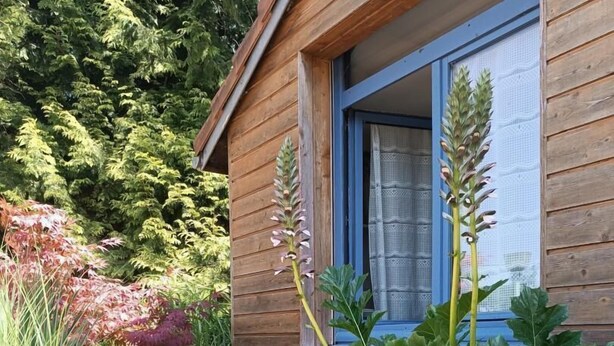 A wooden cabin with a window, surrounded by a garden with large leafy plants and a variety of shrubs. - La Maison Eclusière - Genelard (GENELARD)