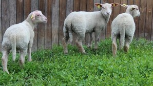 Quatre moutons, reconnaissables à leurs étiquettes jaunes sur les oreilles, se tiennent dans l’herbe devant une clôture en bois.