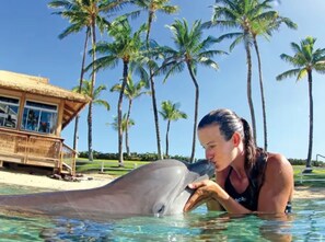 Pool - Waikoloa Saltwater Haven in Vistas (Waikoloa)