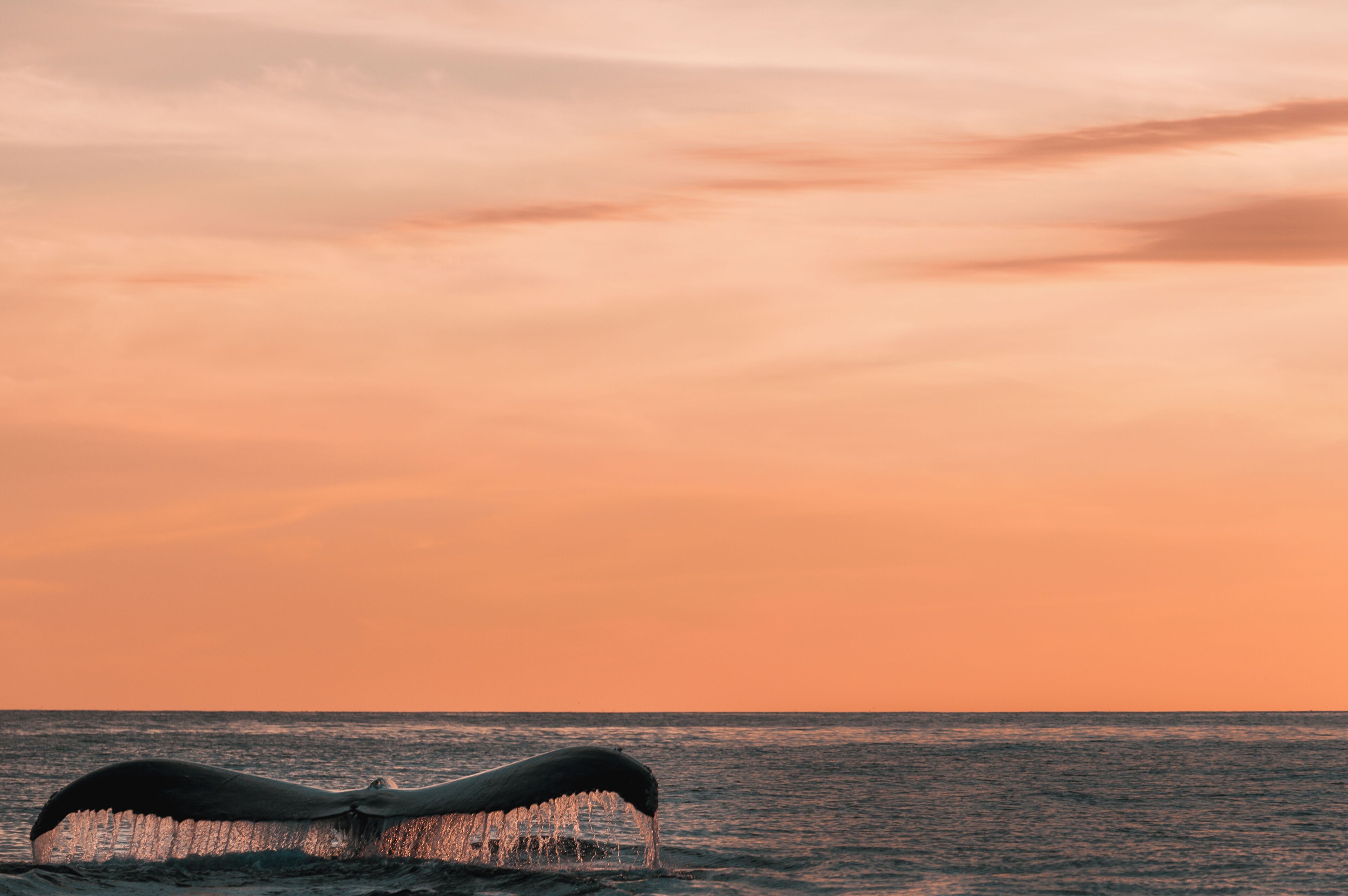 A cauda de uma baleia emergindo da água ao pôr do sol.