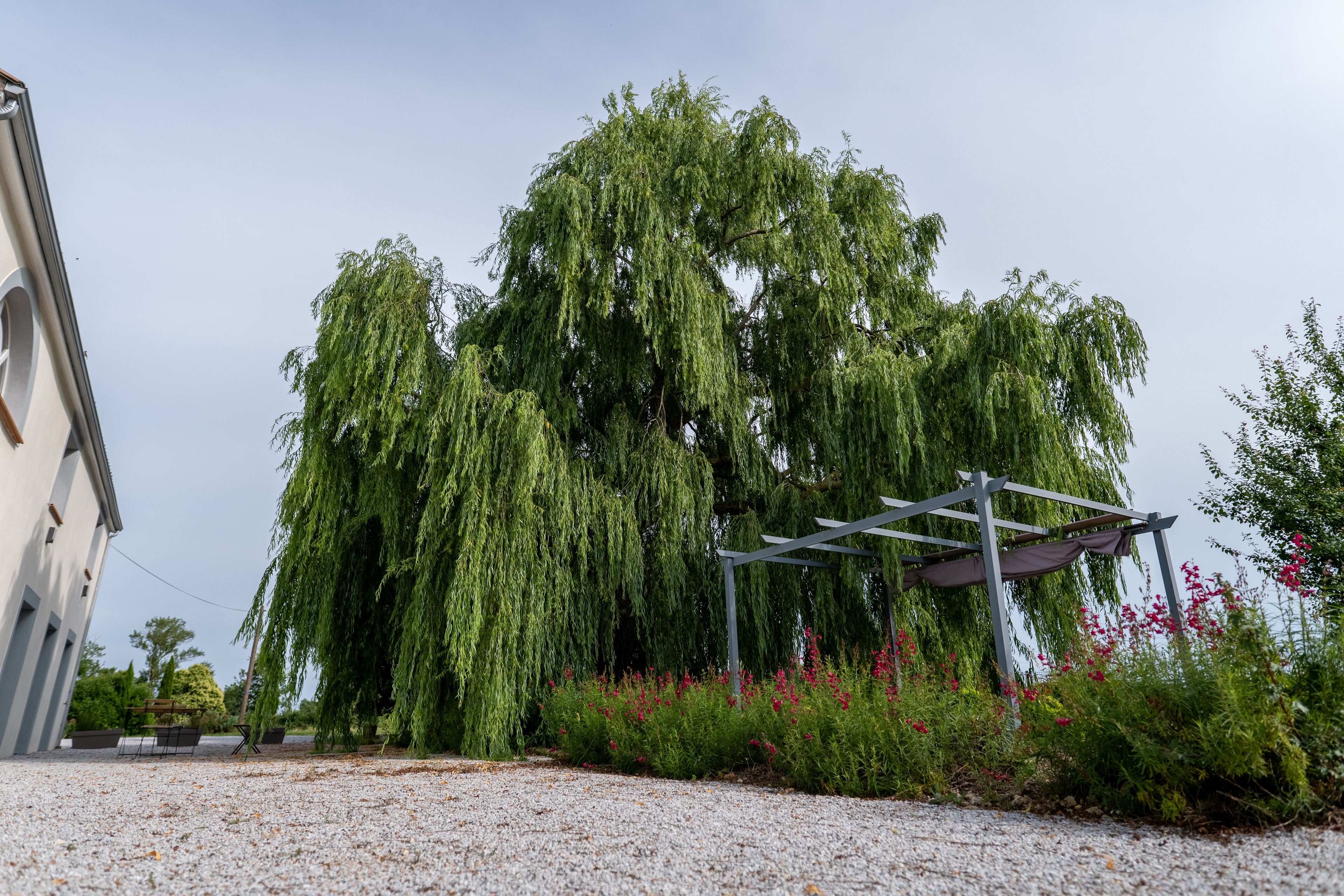 Ein Gebäude mit einem Schotterweg, einer Trauerweide und einer Pergola mit roten Blüten.