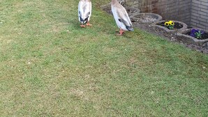 Two geese on a grassy area with a brick wall and a metal fence in the background. - Gemütliche Ferienwohnung im Grünen, in der Nähe von Lüneburg (Melbeck)
