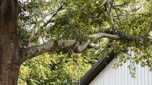 A white house with a porch, a swing hanging from a tree, and a red door. - A fun & happy guesthouse with a loft!  Located 15 min. from Erskine College.  (Honea Path)