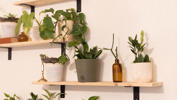Un mur doté de plusieurs étagères où sont disposées diverses plantes en pot et objets décoratifs.