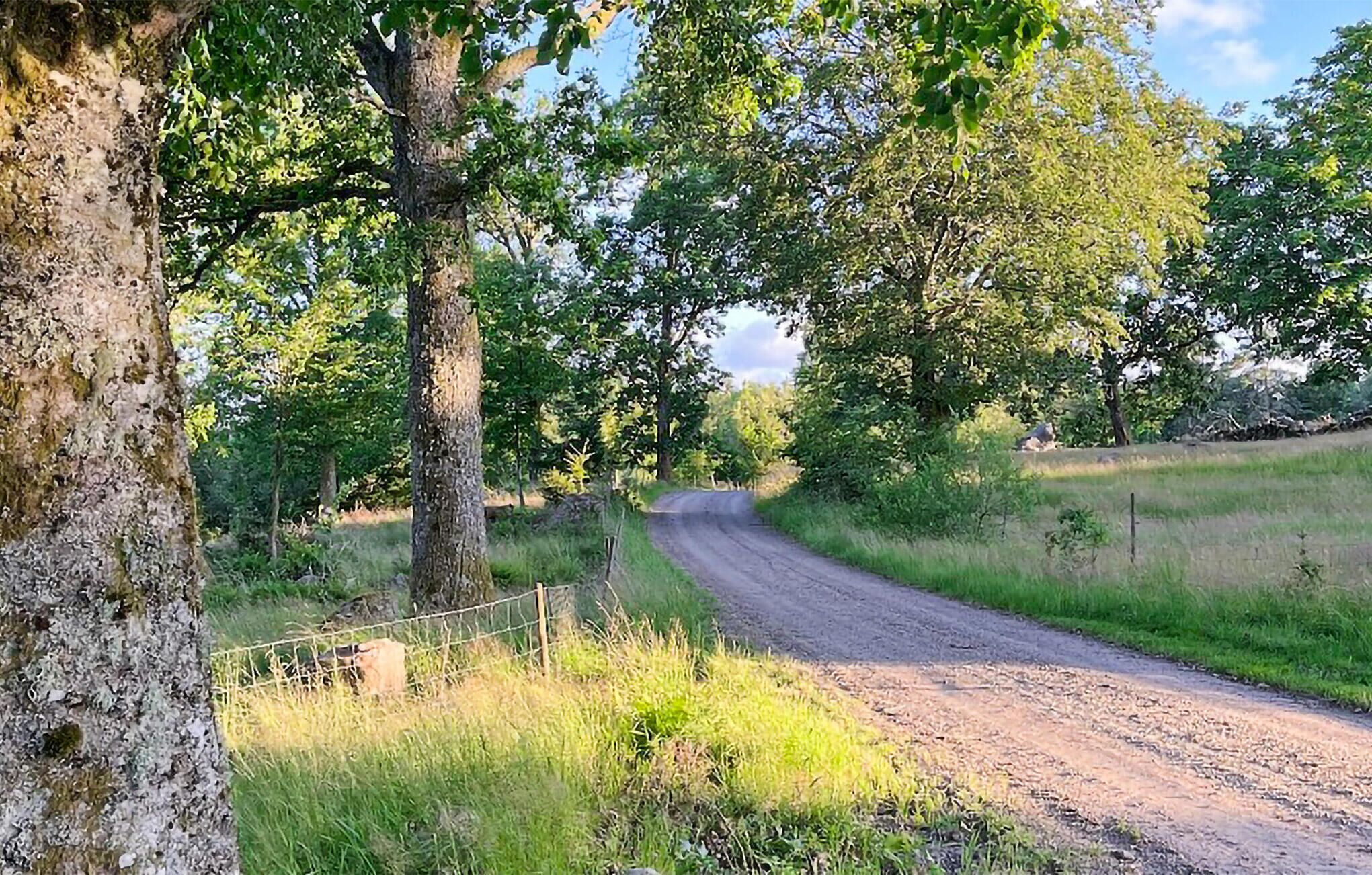 Un chemin de terre qui traverse la campagne, bordé d’arbres et d’herbe.