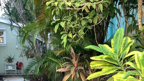 A garden with various plants and a concrete pathway. - Uptown quiet cottage close to beaches, restaurant & shopping.  (Key West)